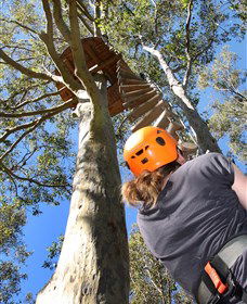 TreeTop Adventure Park Sydney - Accommodation NT 3