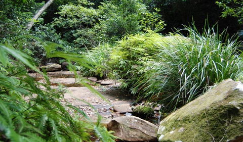 Forest Path - Accommodation NT 0