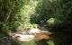 Forest Path - thumb 1