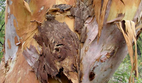 Muogamarra Nature Reserve - Accommodation NT 2