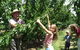 Forest Range Cherries - thumb 0