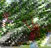 Forest Range Cherries - Accommodation NT