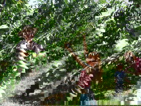 Forest Range Cherries - Accommodation NT 0