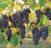 Hills Short Wine and Food Trail - Accommodation NT