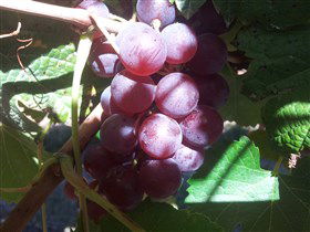 Top Note Vineyard - Accommodation NT 1