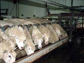 Island Pure Sheep Dairy And Cheese Factory - Accommodation NT 0