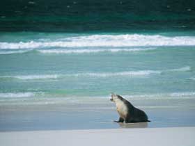 Flinders Chase National Park - Accommodation NT 1