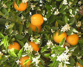 Orange World - Accommodation NT 2