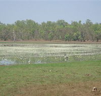 Leaning Tree Lagoon Nature Park - Accommodation NT