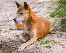 Territory Wildlife Park - Accommodation NT 2
