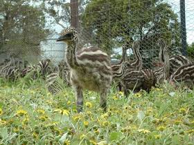 Avenue Emus - Accommodation NT 1