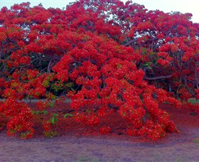 George Brown Darwin Botanic Gardens - Accommodation NT 1