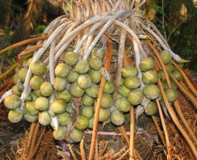 George Brown Darwin Botanic Gardens - Accommodation NT 7