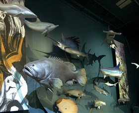 Museum And Art Gallery Of The Northern Territory - Accommodation NT 4