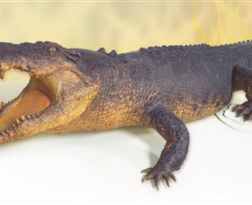 Museum And Art Gallery Of The Northern Territory - Accommodation NT 5