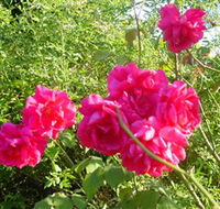Bishop's Lodge Historic House and Heritage Rose Garden - Accommodation NT
