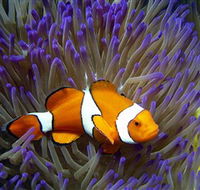 Reef HQ Aquarium - Accommodation NT