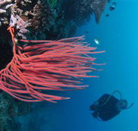 Eddy Reef Dive Site - Accommodation NT