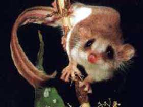 Carrowong Fauna Sanctuary - Accommodation NT 0