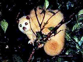 Carrowong Fauna Sanctuary - Accommodation NT 1