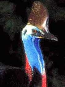 Carrowong Fauna Sanctuary - Accommodation NT 2