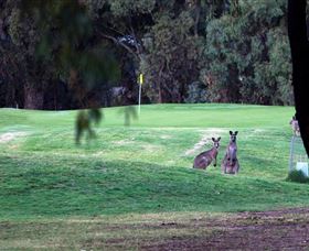 Deniliquin Golf Club - Accommodation NT 2