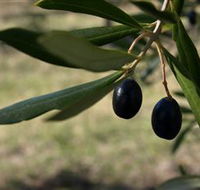 Red Rock Olives - Accommodation NT