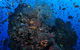 SS Yongala Dive Site - thumb 1