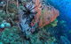 SS Yongala Dive Site - thumb 0