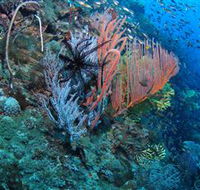 SS Yongala Dive Site - Accommodation NT