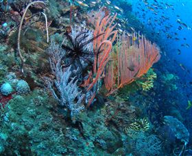 SS Yongala Dive Site - Accommodation NT 0