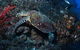 SS Yongala Dive Site - thumb 3