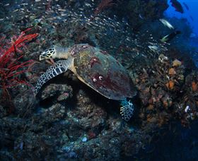 SS Yongala Dive Site - Accommodation NT 3