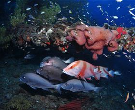 SS Yongala Dive Site - Accommodation NT 2