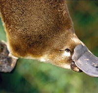 Eungella National Park - Accommodation NT