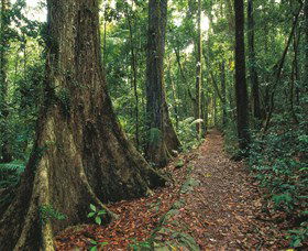 Eungella National Park - Accommodation NT 1