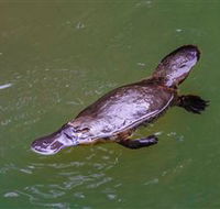 Platypus Viewing at Broken River - Accommodation NT