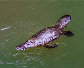 Platypus Viewing At Broken River - Accommodation NT 0