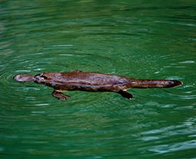 Platypus Viewing At Broken River - Accommodation NT 2