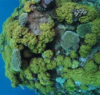 Keeper Reef Dive Site - Accommodation NT