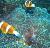 Davies Reef Dive Site - Accommodation NT