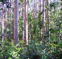 Cathu State Forest - Accommodation NT