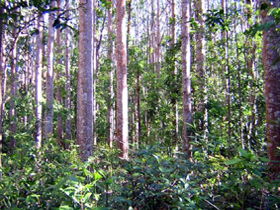Cathu State Forest - Accommodation NT 0