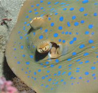 Jorgey's Patch Dive Site - Accommodation NT