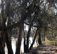 Mia Forest Drives Narrandera - Accommodation NT