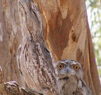 Bird Watching - Accommodation NT