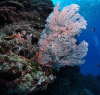 Barracuda Bommie Dive Site - Accommodation NT