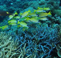 Castle Rock Dive Site - Accommodation NT