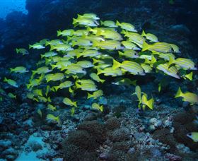 Nursery Bommie Dive Site - Accommodation NT 1