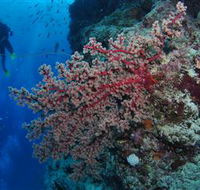 Nursery Bommie Dive Site - Accommodation NT